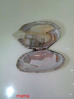 潮干狩りのあさり…しんでる？