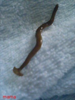 なんて生き物だろう？【ｷﾓ写有り】