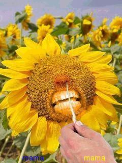 07年7月7日までに#7777を目指すトピ☆彡