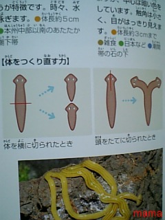 これ何かな？【虫軟体系】