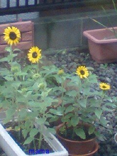 秋深し かかってこいやぁ リバウンド