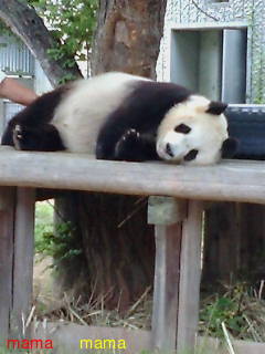 07年7月7日までに#7777を目指すトピ☆彡