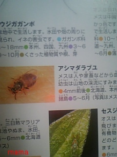 蚊に刺されて【写】