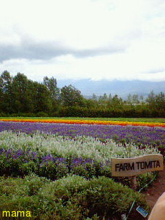 秋深し かかってこいやぁ リバウンド