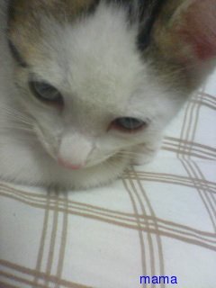 火星地主[ｺｰﾎﾟ地主]入居者募集