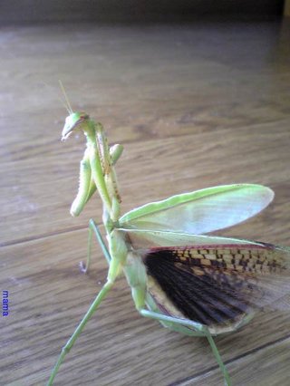 洗濯物干していたら襲われました