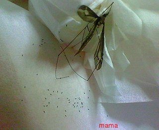 この虫は？【写有り】