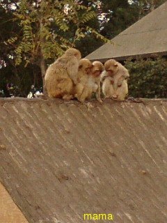 火星地主[ｺｰﾎﾟ地主]入居者募集