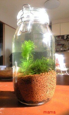 エビ飼ってる人いる？何とかｼｭﾘﾝﾌﾟ&#x{11:F9A7};