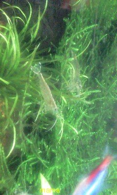 エビ飼ってる人いる？何とかｼｭﾘﾝﾌﾟ&#x{11:F9A7};