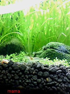 エビ飼ってる人いる？何とかｼｭﾘﾝﾌﾟ&#x{11:F9A7};