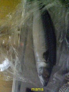 塩鯖はいつ獲れますか？