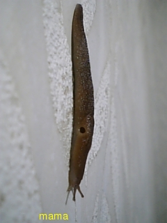 ナメクジって何もの