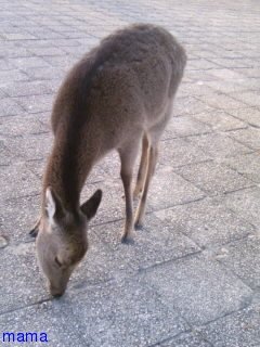 広島詳しい方m(_ _)m