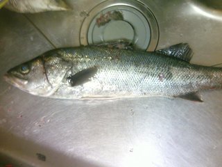 【写】この魚何かわかりますか？
