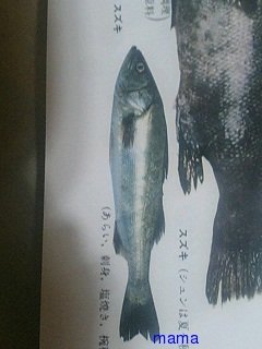 【写】この魚何かわかりますか？