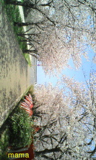 しげルーム(ﾟзﾟ)