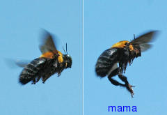 ｸﾏﾊﾞﾁって危険だっけ