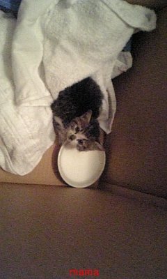 猫飼ってください！