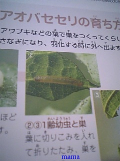 ★虫博士求む★ キモ系 写なし！