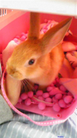 過食症克服してﾀﾞｲｴｯﾄ&#x{11:F9D2};&#x{11:F8F4};