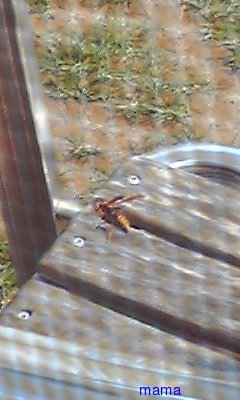 ｸﾏﾊﾞﾁって危険だっけ