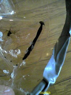 これは何?虫系ｸﾞﾛかも（写）