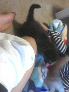 猫に詳しい方
