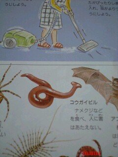 これは何?虫系ｸﾞﾛかも（写）