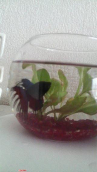 金魚？ハムスター？