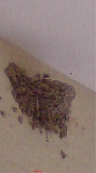 【ﾄﾞｸ部屋&#x{11:F991};】(*´艸`*)