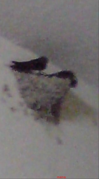 【ﾄﾞｸ部屋&#x{11:F991};】(*´艸`*)