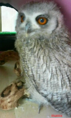 本当に悩んでます。ふくろう