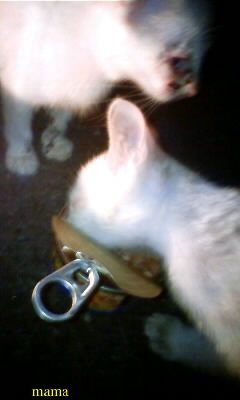 猫飼ってくれる方いませんか？長野県北部