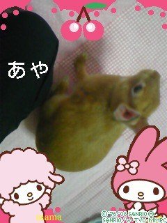 過食症克服してﾀﾞｲｴｯﾄ&#x{11:F9D2};&#x{11:F8F4};