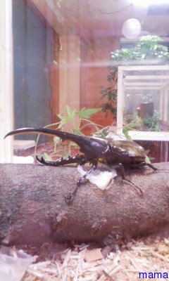 猫飼ってくれる方いませんか？長野県北部