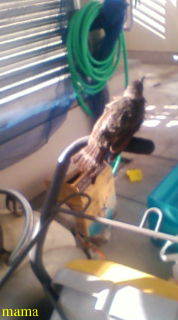 これは何て鳥ですか？