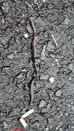 この生物、御存知の方…【写有り・ややグロ】