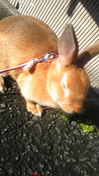 過食症克服してﾀﾞｲｴｯﾄ&#x{11:F9D2};&#x{11:F8F4};