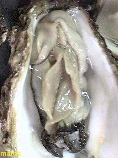 この牡蠣ｸﾞﾛｲ(写)