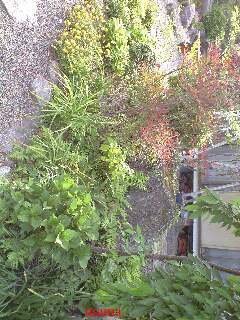 &#x{11:F9E6};&#x{11:F9E6};ガーデニング好きな方【情報交換】&#x{11:F9E6};&#x{11:F9E6};