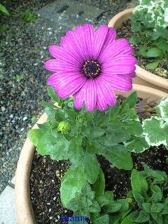 &#x{11:F9E6};&#x{11:F9E6};ガーデニング好きな方【情報交換】&#x{11:F9E6};&#x{11:F9E6};