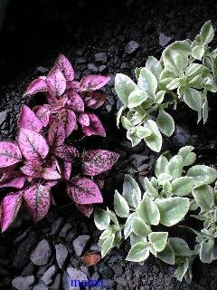 &#x{11:F9E6};&#x{11:F9E6};ガーデニング好きな方【情報交換】&#x{11:F9E6};&#x{11:F9E6};