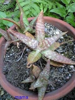 &#x{11:F9E6};&#x{11:F9E6};ガーデニング好きな方【情報交換】&#x{11:F9E6};&#x{11:F9E6};