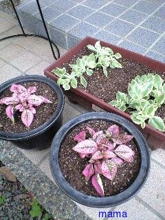 &#x{11:F9E6};&#x{11:F9E6};ガーデニング好きな方【情報交換】&#x{11:F9E6};&#x{11:F9E6};