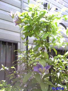 &#x{11:F9E6};&#x{11:F9E6};ガーデニング好きな方【情報交換】&#x{11:F9E6};&#x{11:F9E6};