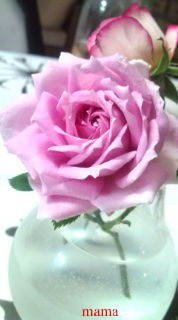 &#x{11:F9E6};&#x{11:F9E6};ガーデニング好きな方【情報交換】&#x{11:F9E6};&#x{11:F9E6};