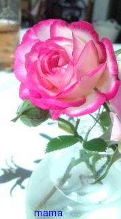 &#x{11:F9E6};&#x{11:F9E6};ガーデニング好きな方【情報交換】&#x{11:F9E6};&#x{11:F9E6};