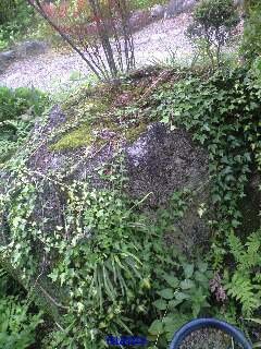 &#x{11:F9E6};&#x{11:F9E6};ガーデニング好きな方【情報交換】&#x{11:F9E6};&#x{11:F9E6};