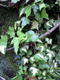 &#x{11:F9E6};&#x{11:F9E6};ガーデニング好きな方【情報交換】&#x{11:F9E6};&#x{11:F9E6};